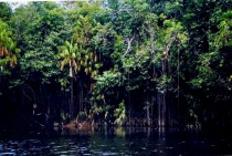 Amazonia 2005 - Rado�� tropik�w